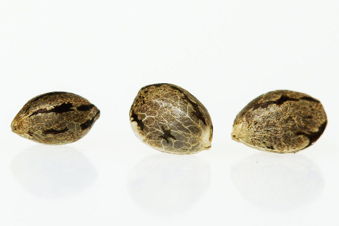 The 3 Different Types of Cannabis Seeds | Know Before You Grow