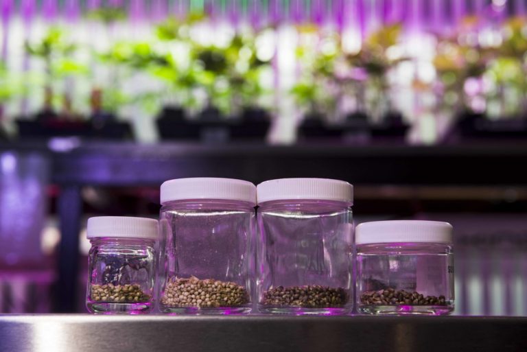 12 Tips for Sprouting Cannabis Seeds KindPeoples